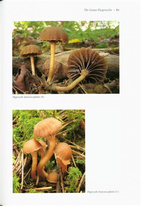 waxcap mushrooms of eastern north america Reader